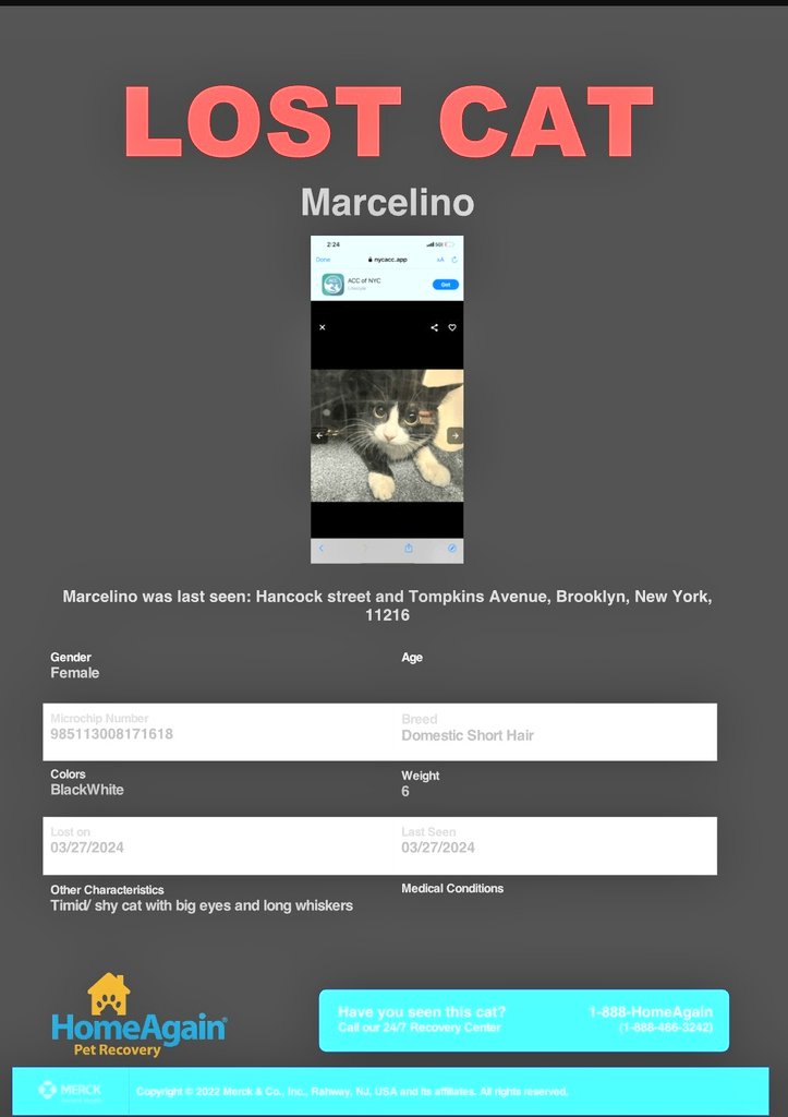 📢🗽🆘️🇺🇸⏳😿Please RT to find Marcelino #NYC #missingcat #lostcat #Brooklyn #CatsOfTwitter #CatsOfX @HAPetRescuer