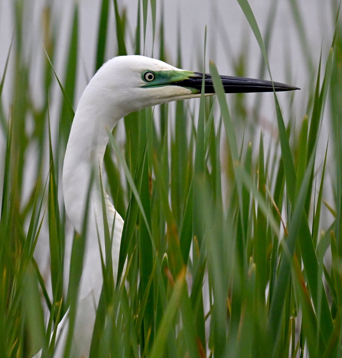 Great White Egret wearing make-up to match the reeds.... 😁 Taken today at RSPB Ham Wall in Somerset. 😊🐦