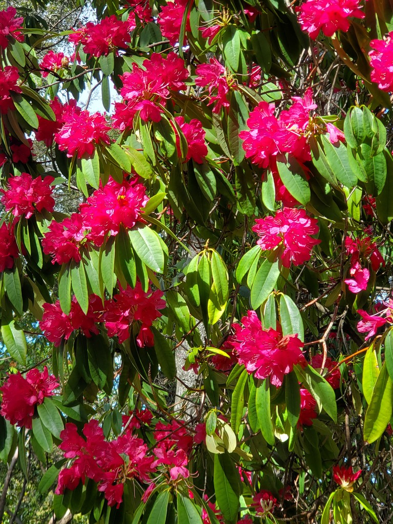Rhododendrons bring vibrancy to the shaded Woodland Garden. These flowers were a favorite of Lurline Roth, along with her beloved camellias. Have you snapped a pic with these beauties?