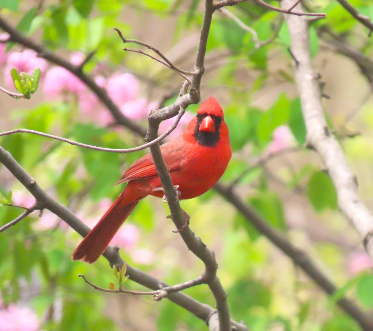 More from my @NYCAudubon tour in Carl Schurz Park today! 
1. Barn swallow 
2. Blue jay
3. Northern mockingbird
4. Male northern cardinal
 April 27, 2024.