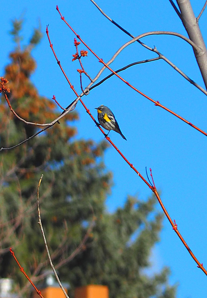 @Bromebirdcare Love warblers. We have some here too... #BeautifulBC