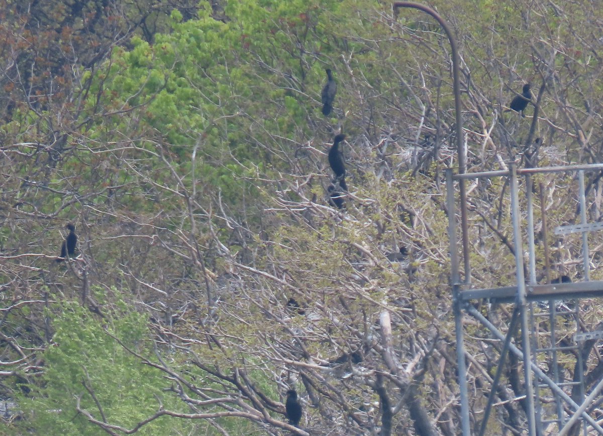 My third @NYCAudubon
tour of 2024 was in Carl Schurz Park today! It was fun to have a change of scenery. It was a lovely tour. We saw many double-crested cormorants. April 27, 2024.