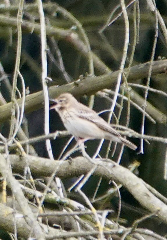 Gilling East, North Yorkshire 
Buzzard, Tree Pipit