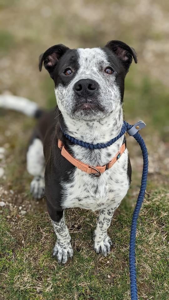 Tortuga is a playful, active, adventurous young pup. He's a bright & friendly fellow, quick to greet new friends with a wagging tail and charming smile. He'd do well with a family who's ready to help keep your minds and bodies active together! tinyurl.com/meetacitydog #adoptme