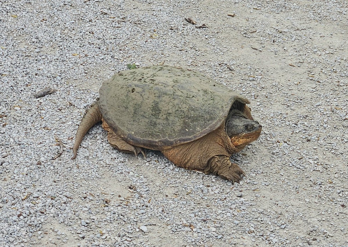 TiffanyBerkenes's tweet image. Huge, cute turtle buddy crossing the trail on my walk today. Nature is so delightful. 🐢💚