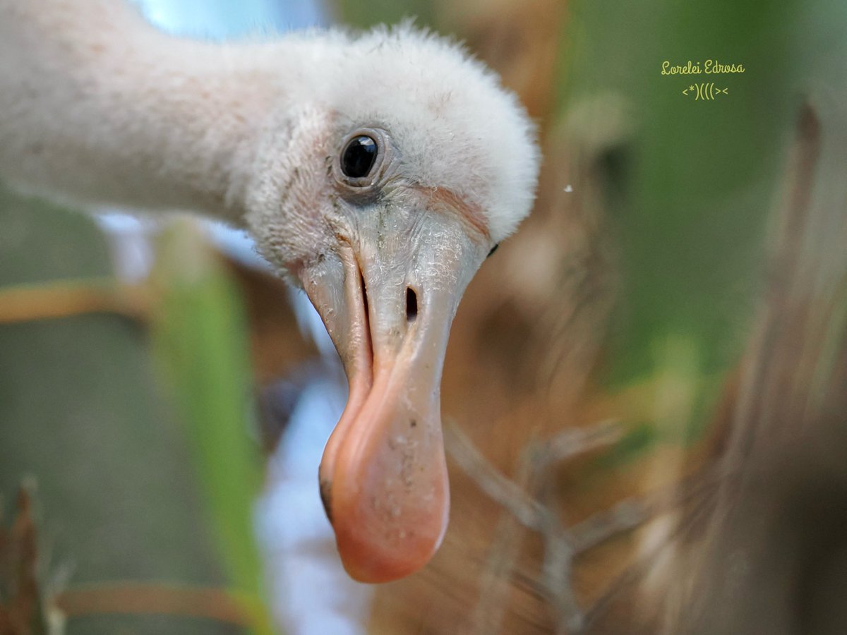 @monkbonk #Curiosity Baby roseate spoonbill