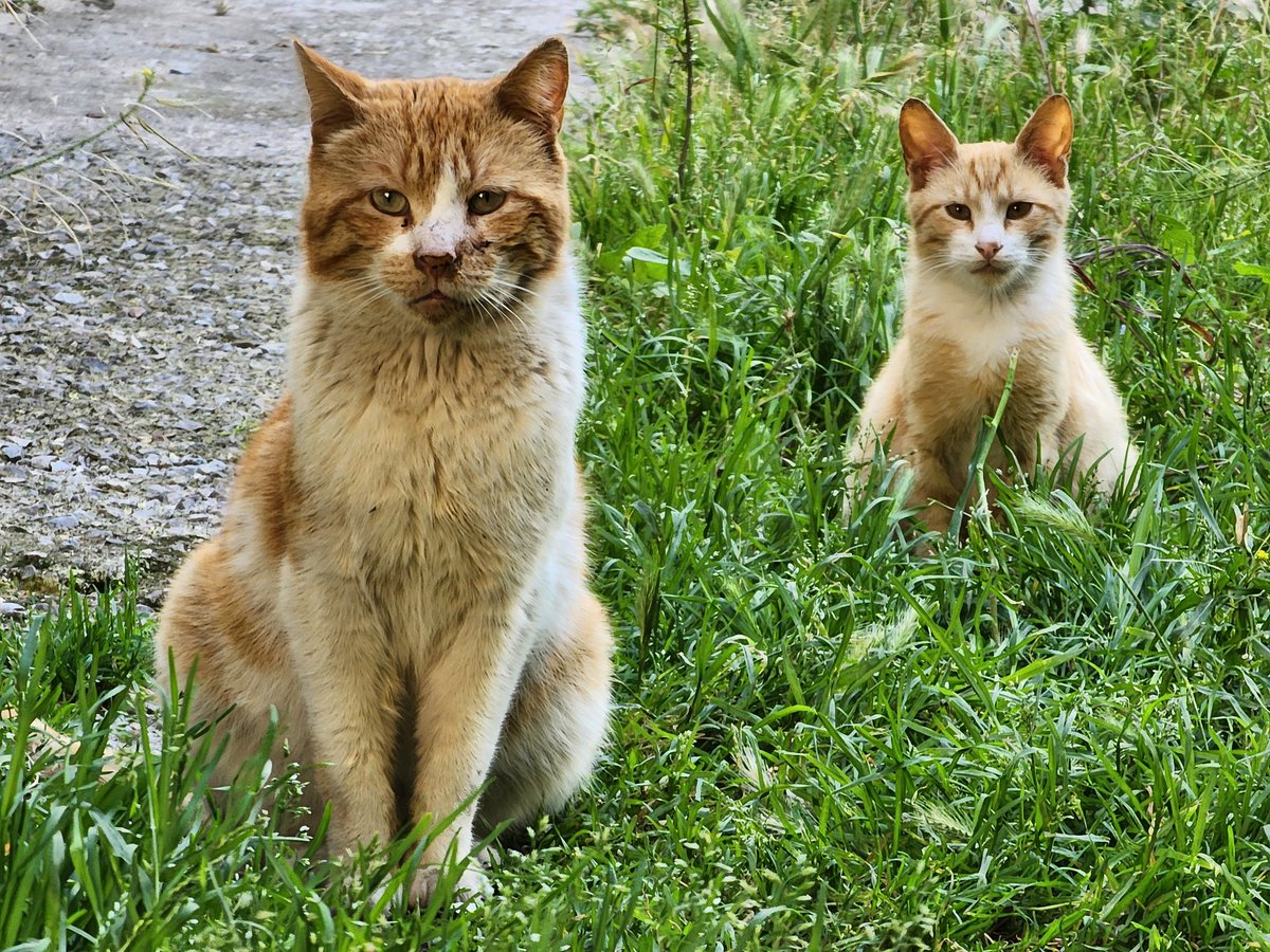 Like father, like son
.
.
#cats #homelesscats #straycats #lovelycats #streetcats #hungrycats #catslivingonthestreet #cutecats #猫 #고양이 #ねこ #kedi #gato #котики #ネコ #gatto #Katze #قطة #बिल्ली #γάτα