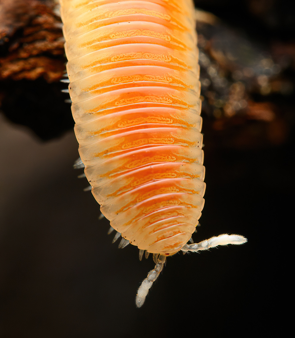 such an elegant beast Polyzoniid millipede from far northern CA i wish more people had the opportunity to see things like this. to immerse themselves in the intimacy of nature