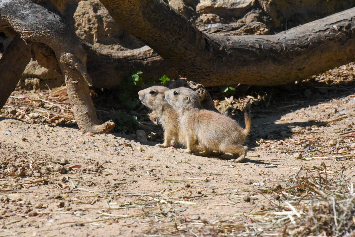 marylandzoo tweet picture