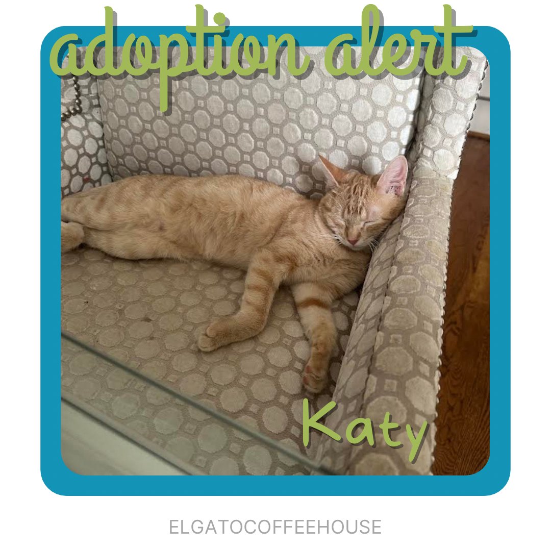 Katy is loving life in her new furrever home. She’s got sweet fursiblings and this nice comfy chair ❤️ Katy is adoption 796!! Celebrate our 7 year anniversary with us tomorrow from 10:30am-2:30pm as we countdown to 800 Adoptions. #adoptdontshop #adopted #houstoncatcafe #meow
