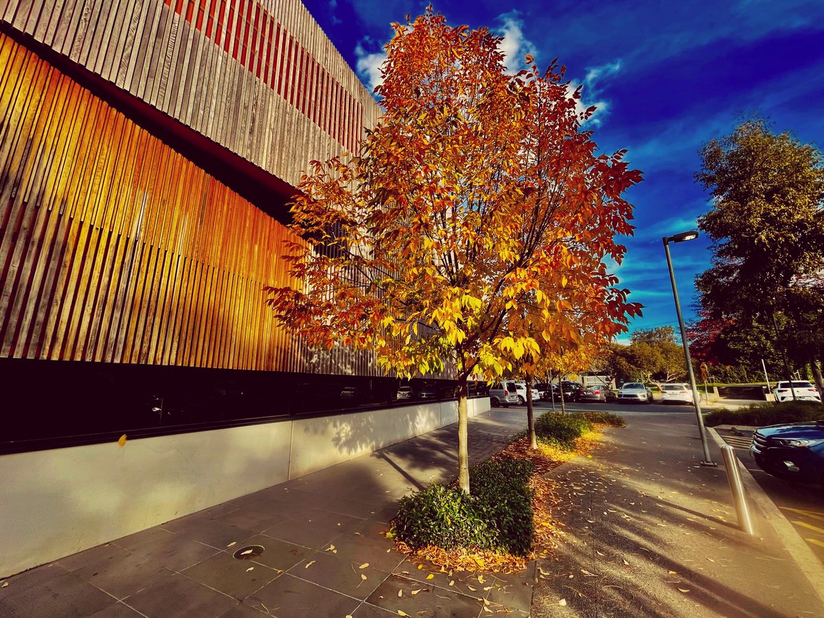 Autumn in full swing leaving the pool yesterday. Suspect this tree will have no leaves left by Monday.