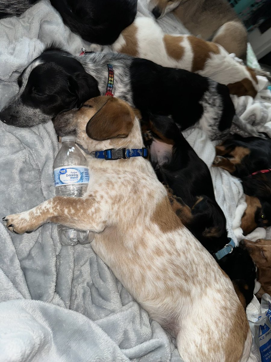 Z_Solves_It's tweet image. Walter was hitting the sauce very early today.  lol
#dog #funny #pup #cute #silly #trending #alcohol