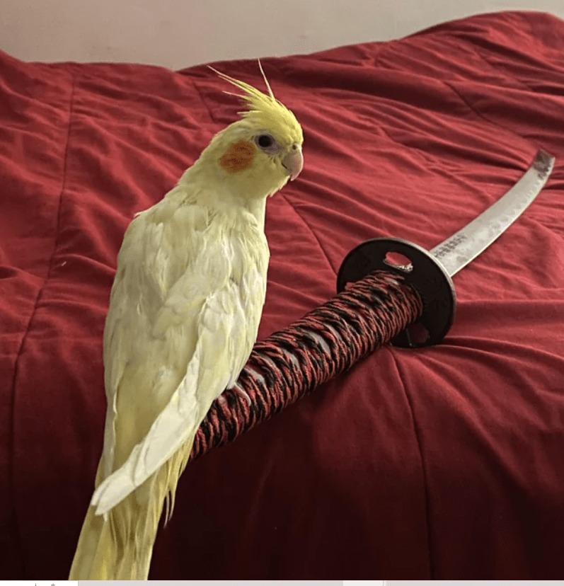 Mess with the borb, you gets the SWORMD ⚔️🐥💢
⚔️While you were eating bird seed I was studying the ways of the blade ⚔️