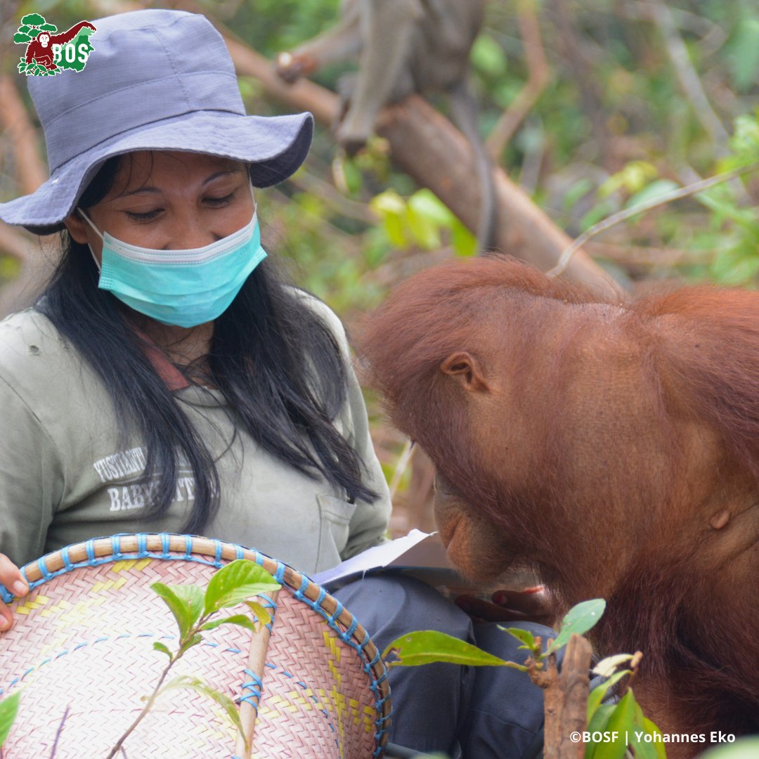 Do #orangutans demonstrate #empathy and understand the #emotions of others?🤔 

Find out why we recently had to end #OrangutanJungleSchool lessons early. You will be #surprised!💞 

orangutans.com.au/news/are-orang…

#SundaySurprise #ScienceSunday #SaveOrangutans