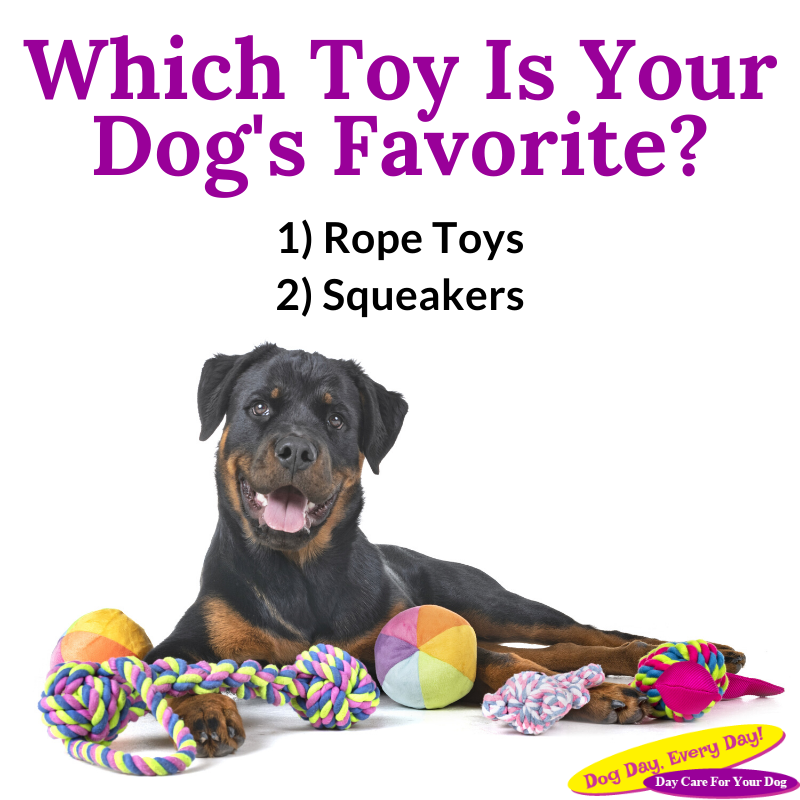 Vote in the comments and let us know which type of toy your dog prefers! #WeLoveDogs #petparents #WestChesterOhio #cutedogs