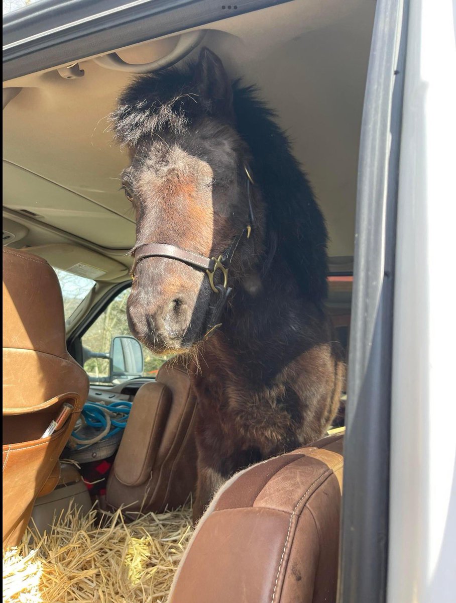 TARGET’s blind eye was painful from a past trauma, so it was removed. He was also castrated. This friendly and sweet 25 yr old was adopted and headed to his new home!