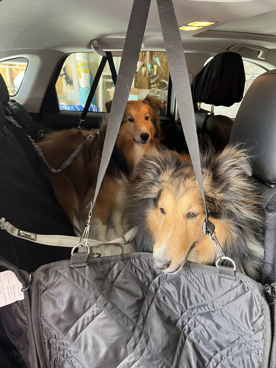 @CharliePawsUp @jppatter25 We were in our way to the garden center in this pic, looking for some pretty for our house. We pooled our allowance to get turkey sammiches to help Charlie & Mama get some pretty for their new place!