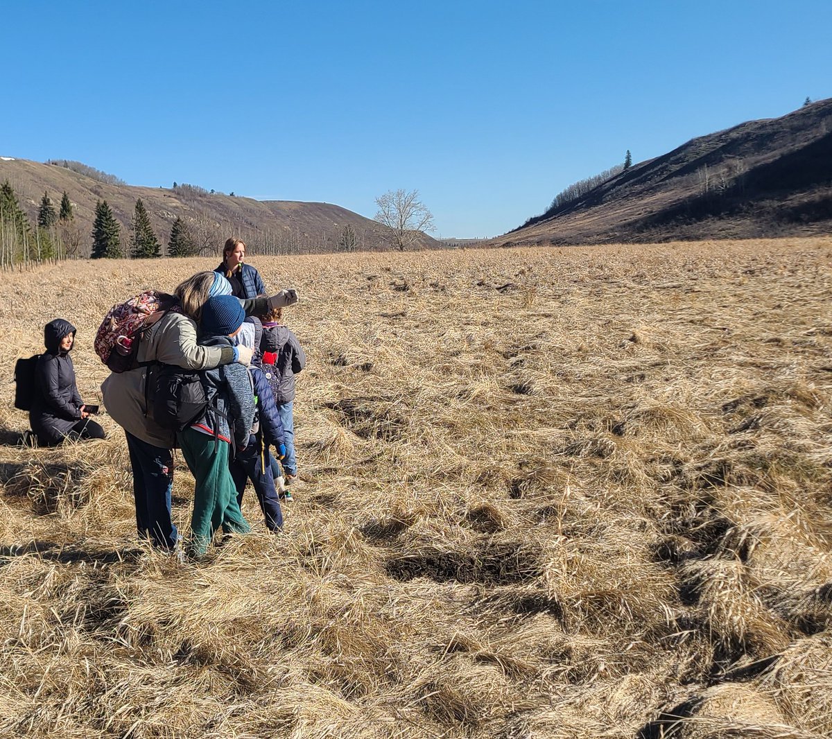 A glorious day out for the @CityNatureYYC Challenge today at Big Hill Springs. Found a few interesting things including a new beaver castle! Thanks to Gerry Bietz with Bighill Creek Preservation Society and Tako Koning for sharing their knowledge of this special place!