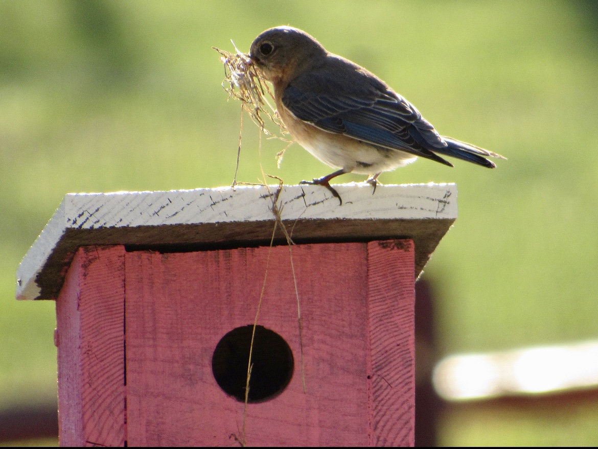 So excited I've got nesting bluebirds!