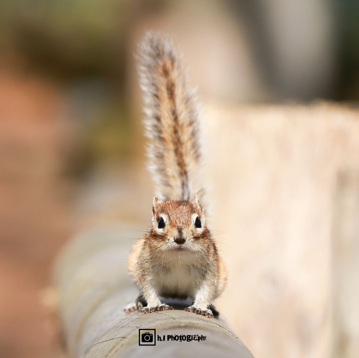 『おはよう😊』
 　 
#網走 #オホーツク 
#道東 #北海道 
#エゾシマリス #シマリス #しまりす