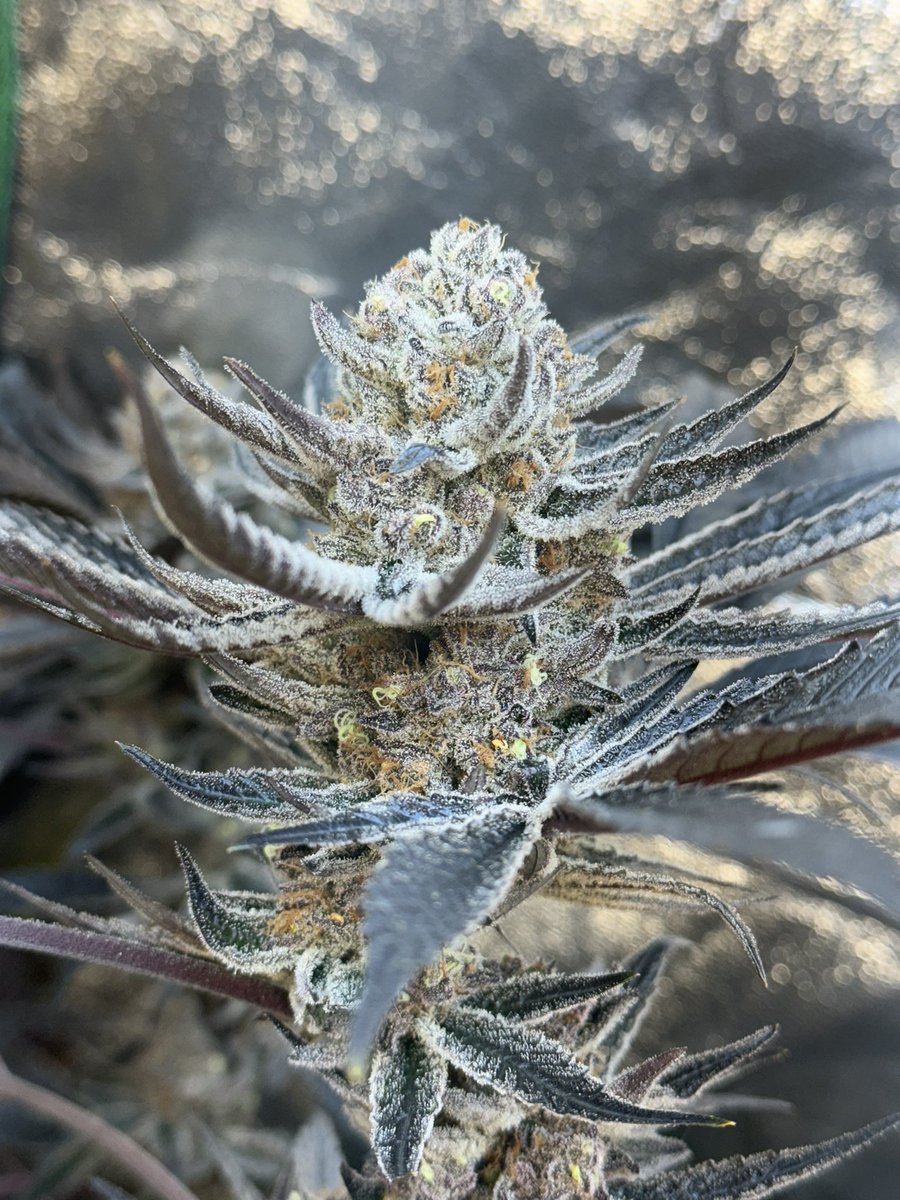 TheTerpMiser's tweet image. Little vouch post here
if you shop with me or have in the past, please leave your experience below (good or bad) wanna keep things kosher for new followers
I appreciate everyone support retweets appreciated