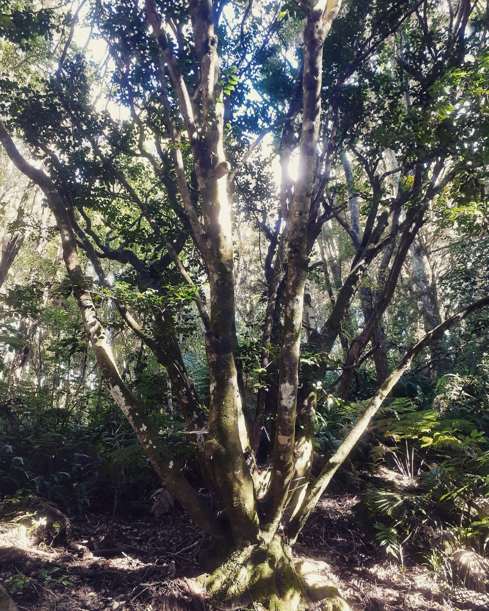 Encroached on by the forest, this is one of two Camellia planted by Anges Busby around 1833/1834. They are likely the oldest living Camellia in New Zealand. At Waitangi Treaty Grounds. #gardenhistory