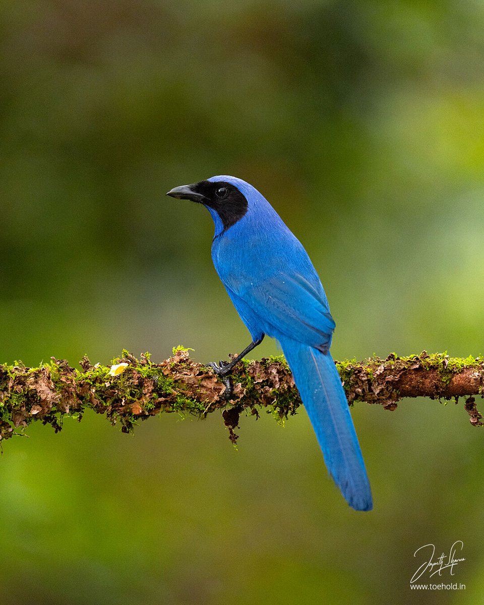 A sub-tropical bird, the Black-collared Jay is found from Venezuela to Ecuador and were very shy. It took a lot of waiting for them to finally show up in the open perches. #ToeholdPhotoTravel #Colombia #BirdPhotography