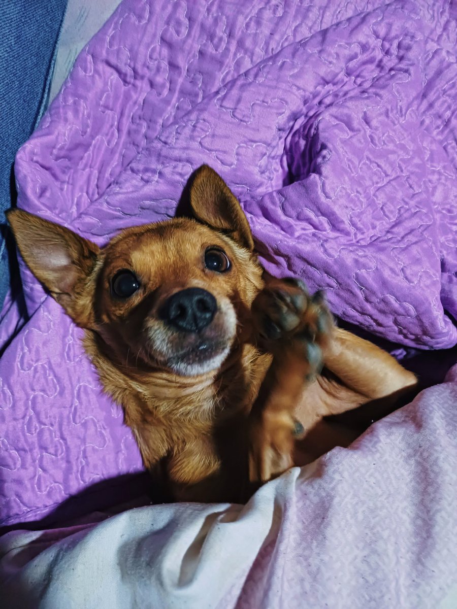 me estoy por ir a trabajar (mi perrita ya lo sabe) y cuando me estoy acercando a la cama me estaba mirando así y moviendo sus patitas pidiéndome por favor q la acaricie 😭😭😭😭