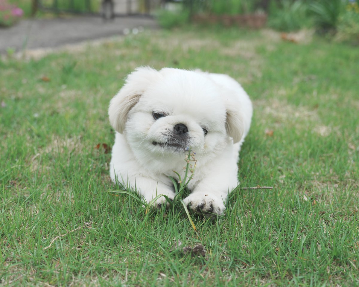 numbo_pekingese tweet picture