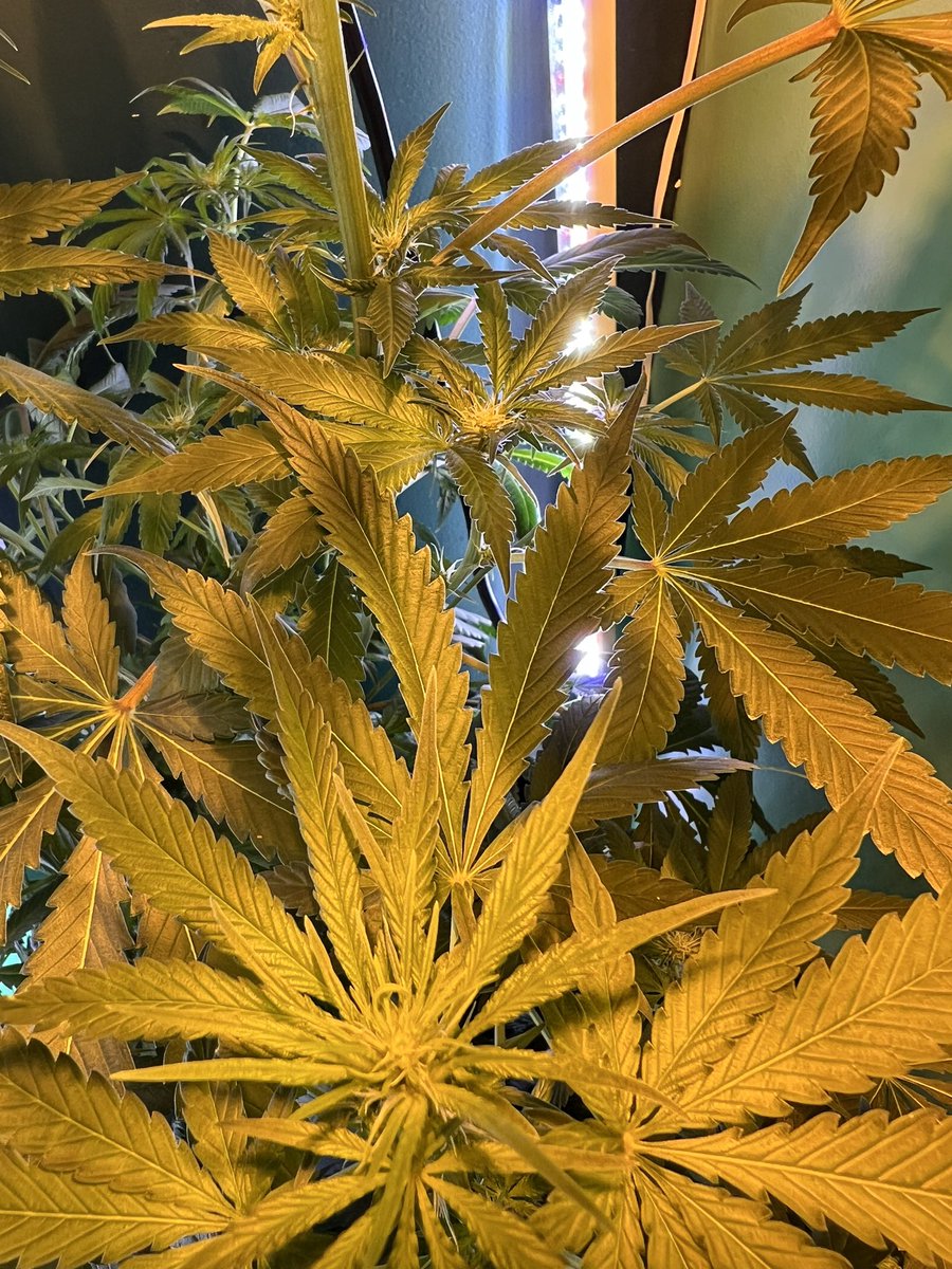 The bud in the front forming is Pineapple Kush hemp, the bud directly behind it is on the beast Blue Moon marijuana plant. My hemp & marijuana grow together so close that they could possibly cause a hybrid between them. I’ve seen Surinam cherries, one red, & one that produced…