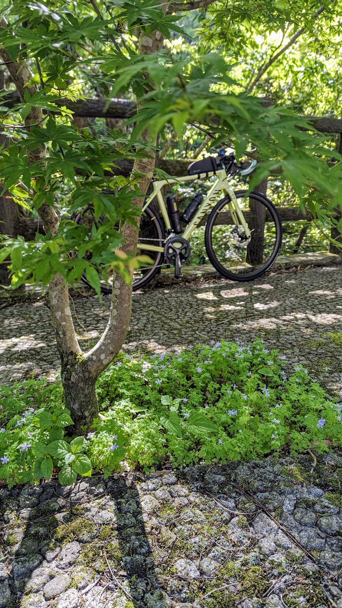 これからのんびり登ります🥰
新緑美しい、けど、バイクがが多くてうるさい😆
#ロードバイク #サイクリング #mycanyon #檜原村
