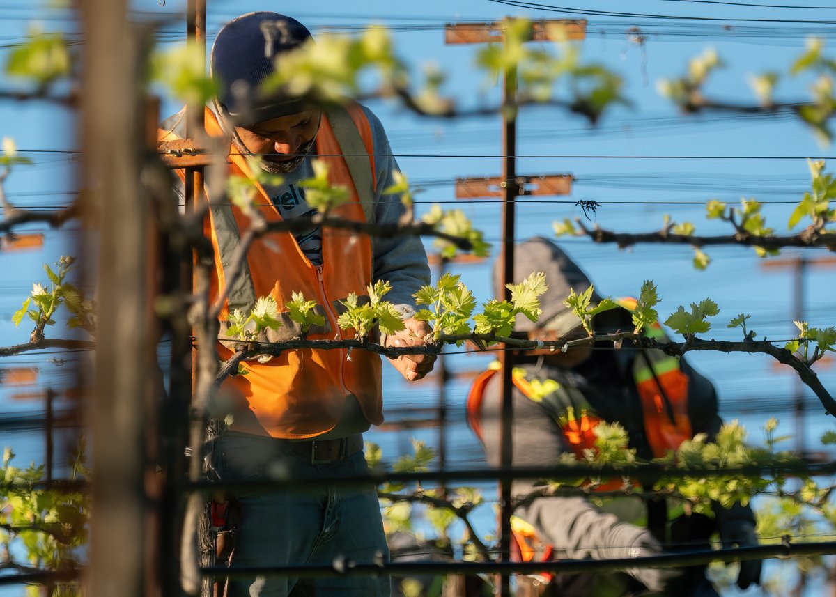 Pride Wines tweet media