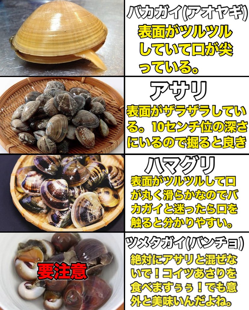 触って分かる貝の見分け方まとめてみた 
#潮干狩り