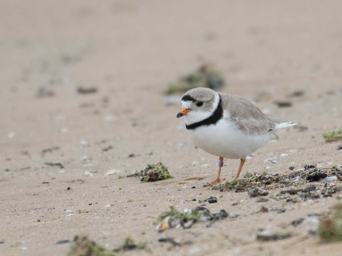 Chicago's Very Own Native Son, Imani the Great Lakes Piping Plover, returns to Montrose Beach Dunes' Monty & Rose Wildlife Habitat for the 2024 season. Learn more about the Dunes at bit.ly/4b551iO. 📸: Chicago Piping Plover Watch.