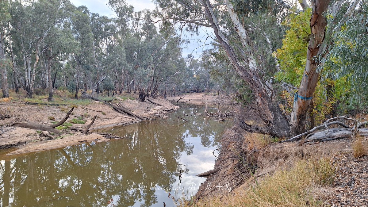 This morning's ride around the river tracks.
#Echuca #MurrayRiver #CampaspeRiver