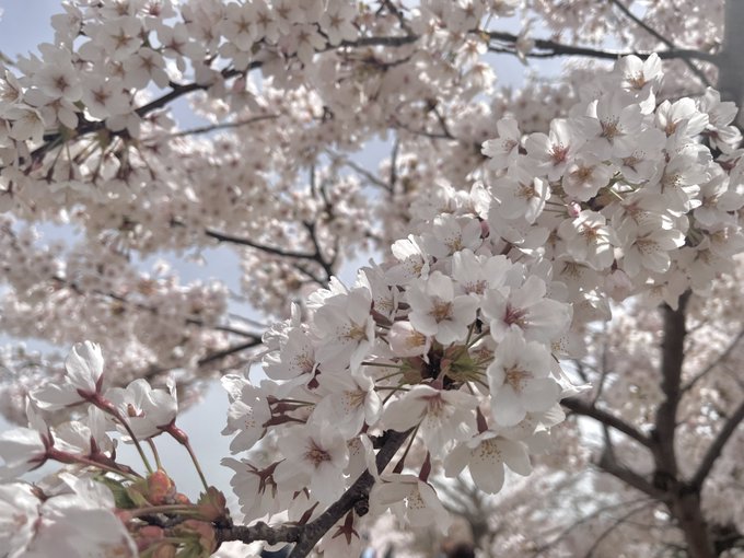 「ぼかし 桜」のTwitter画像/イラスト(新着)