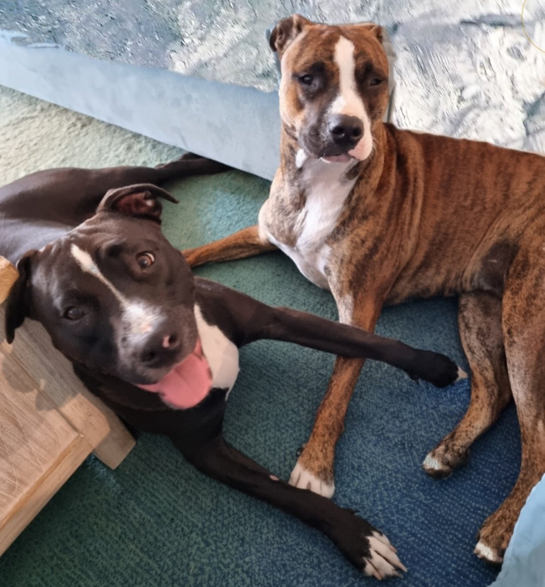 Tilly and Coco after their morning walk. ♥ #staffy #staffie #amstaff