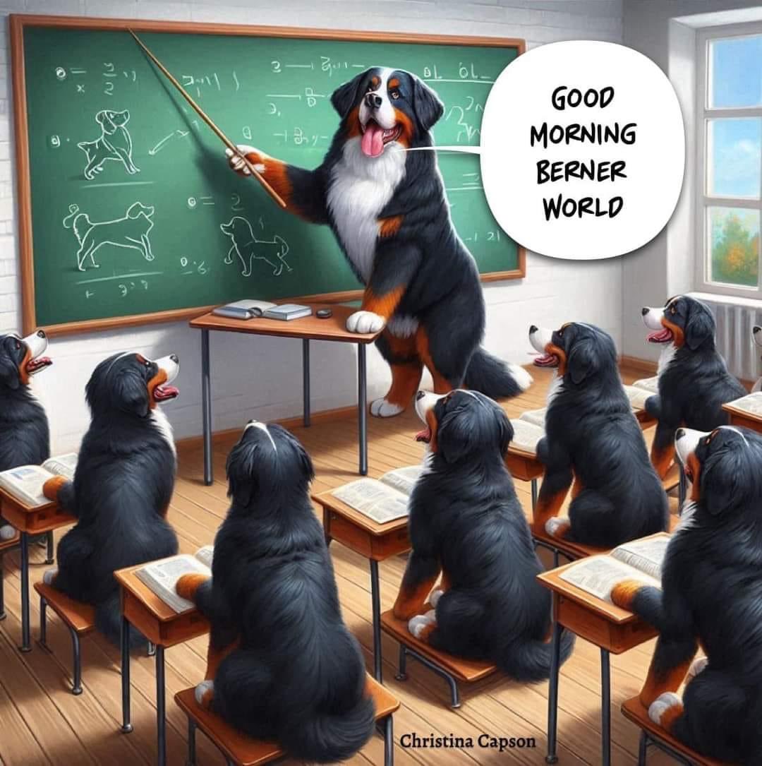 First lesson at Berner School: Humans are untrainable !😂 (just loved this image I saw on FB and had to share it here !!) #bernesemountaindog #dogsoftwitter