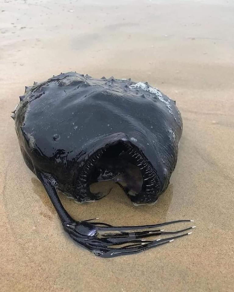 Look what someone found off the coast of California. This football fish lives in the Pacific Ocean at depths of 2,000 to 3,300 feet, where sunlight doesn’t penetrate. What else is down there?