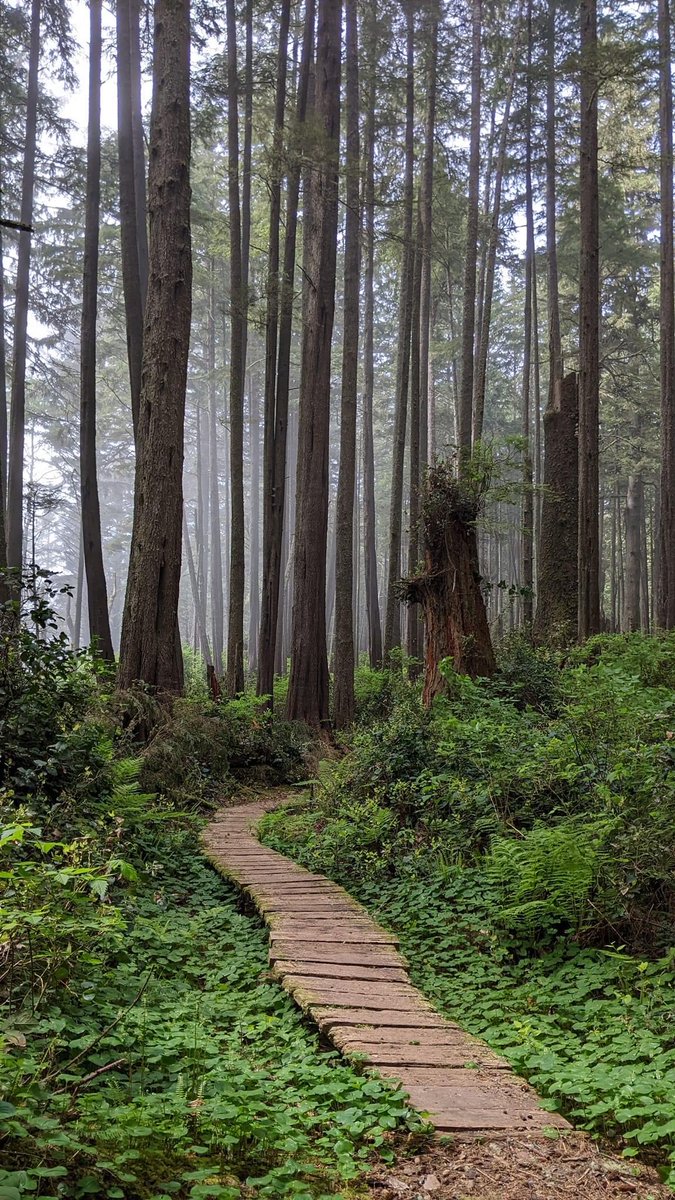 Into the foggy woods - Peace 💚 #nature #forest