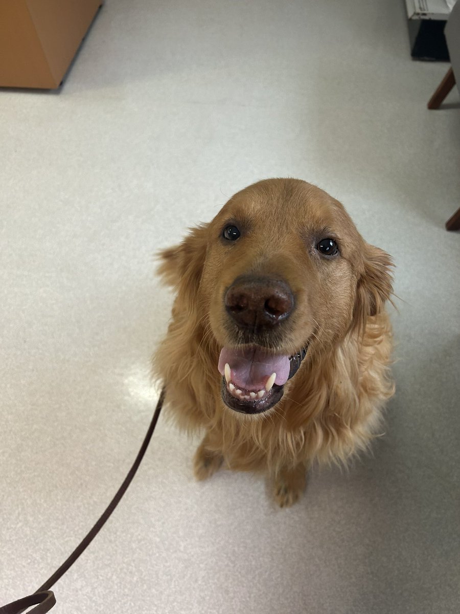 jdgeillaw's tweet photo. This cute boy came to us 6 years ago as a re-home after not getting along with other dogs. He still hates other dogs and pulls like a sled dog on walks but loves every human he meets and going to nursing homes to visit his resident friends. Never considered shooting him. https://t.co/qH9Bjh6Ckf
