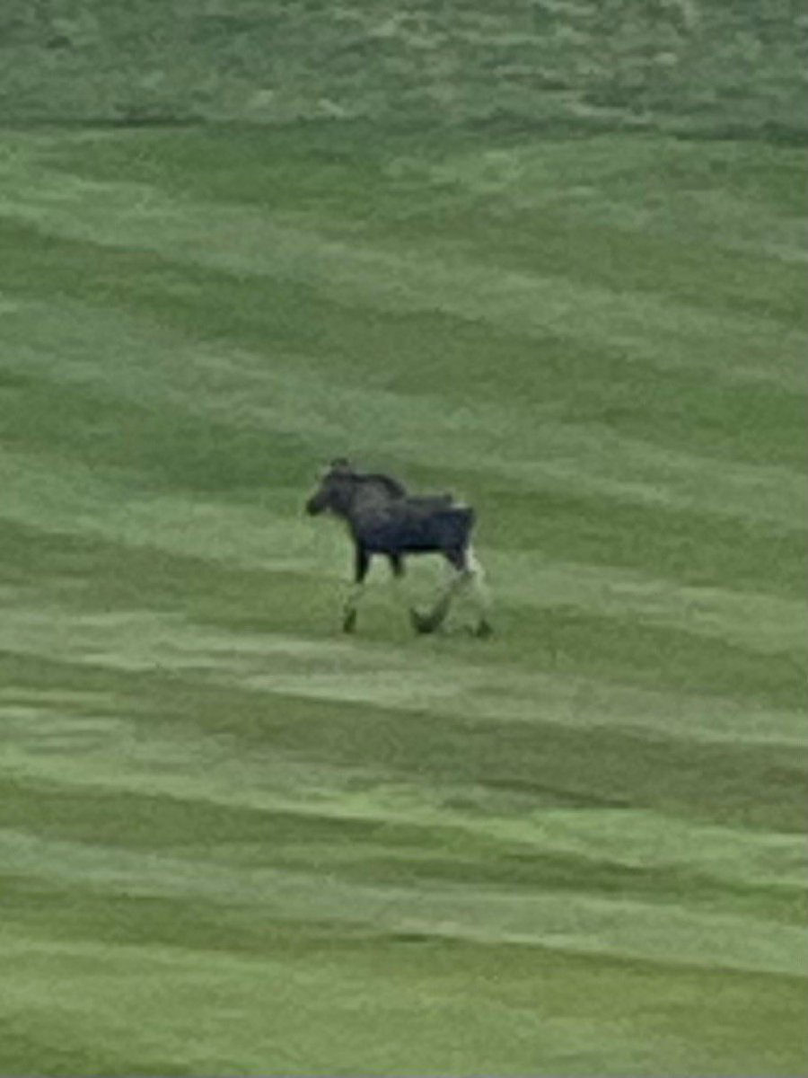 Moose checking out our course … #troyny