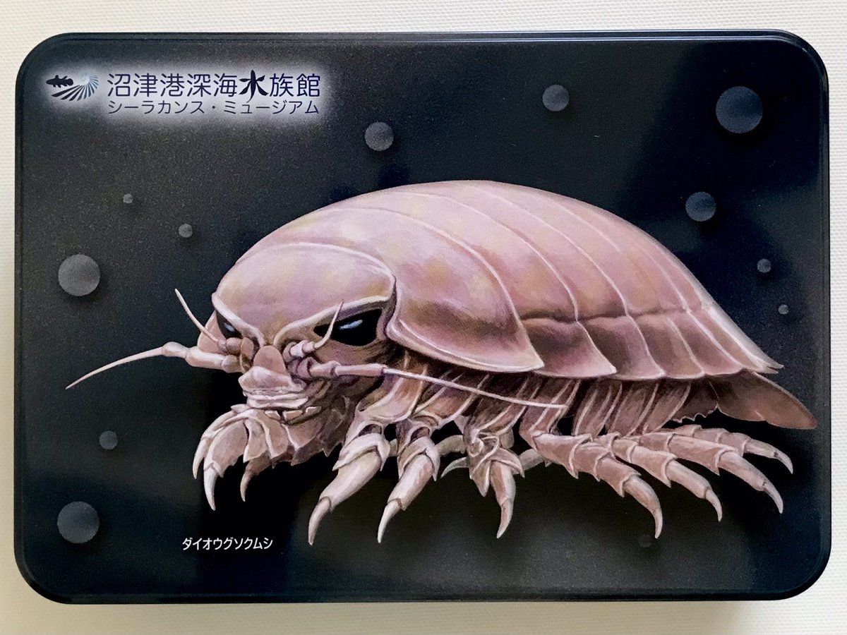 「旅の想い出。  魅惑のパッケージだったので購入した沼津港深海水族館のチョコクラン」|柴田亜美staffのイラスト