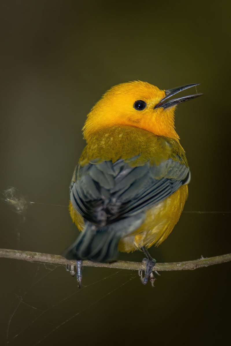 Good afternoon #TwitterNatureCommunity 📸🌎 The Prothonotary Warbler’s are singing their hearts out in the swamps here in SC and it’s a sure sign of spring. This was one of ten I seen calling out for a mate last weekend. #BirdsOfTwitter #BirdTwitter #Birds