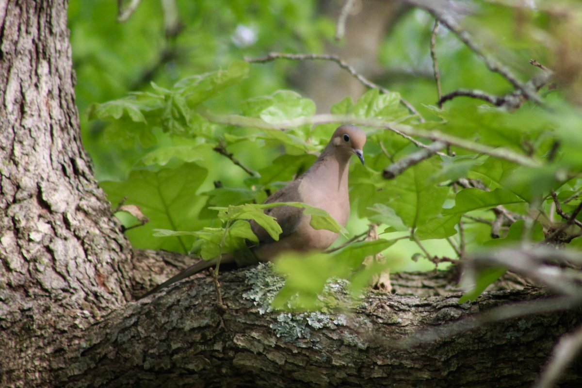 I cut back few tree limbs added some more feeding stations today and got these two 😀 one in tree and one on ground same time believe a pair. ❤️