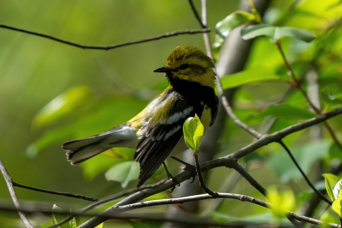 Yellow-rumped, Prairie, Nashville and Black-throated green warbler @CentralPark_NYC Saturday walk with @BirdingBobNYC #birdcpp #BirdsSeenIn2024 #birding #BirdTwitter @inaturalist #BirdsofNYC @BirdCentralPark #BirdsOfTwitter #birdphotography #NewYorkCity #SonyA1 #springmigration