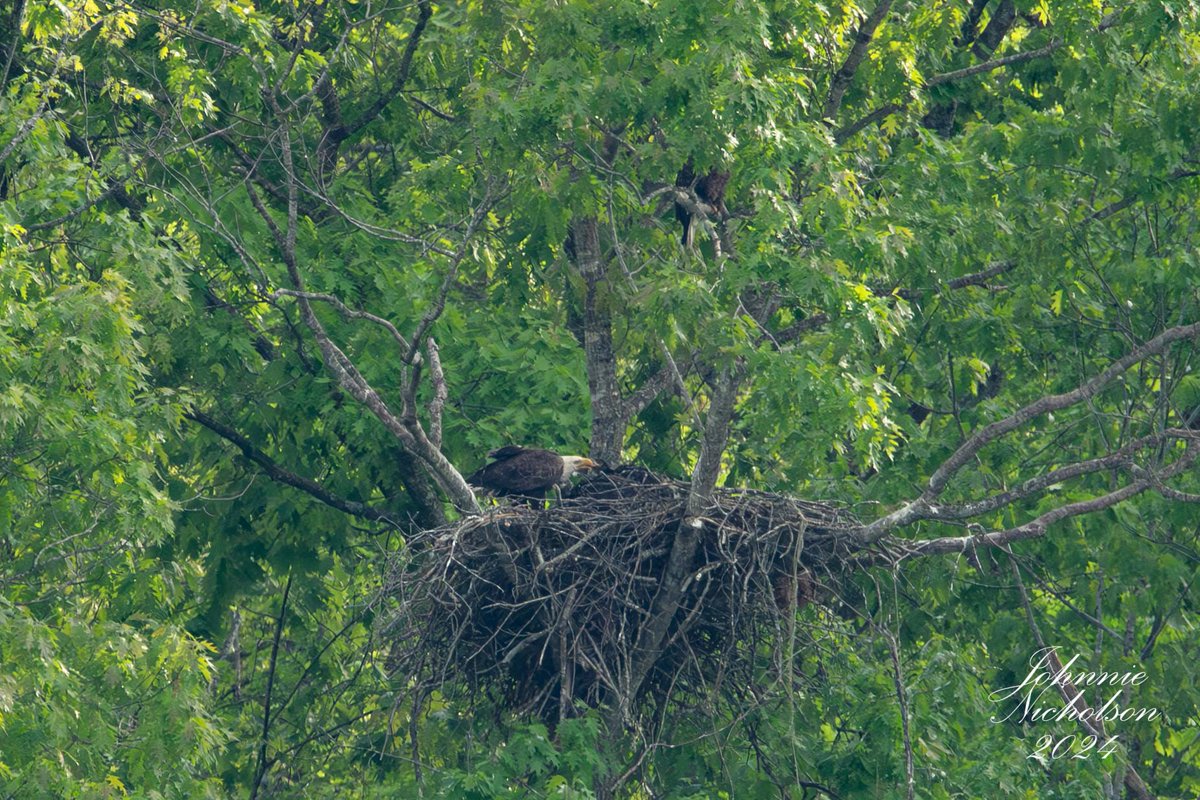 Adult Bald Eaglet feeding eaglet. #kywx #ekywx @TomAckermanWx @BillMeck @spann @AndrewWMBF @nwsjacksonky @JenNimePalumbo @jsmithwx @brobwx @jloganwxguy @weatherchannel @JimWKYT @WeatherNation @JimCantore @cjwxguy56 @Kentuckyweather @MarcWeinbergWX