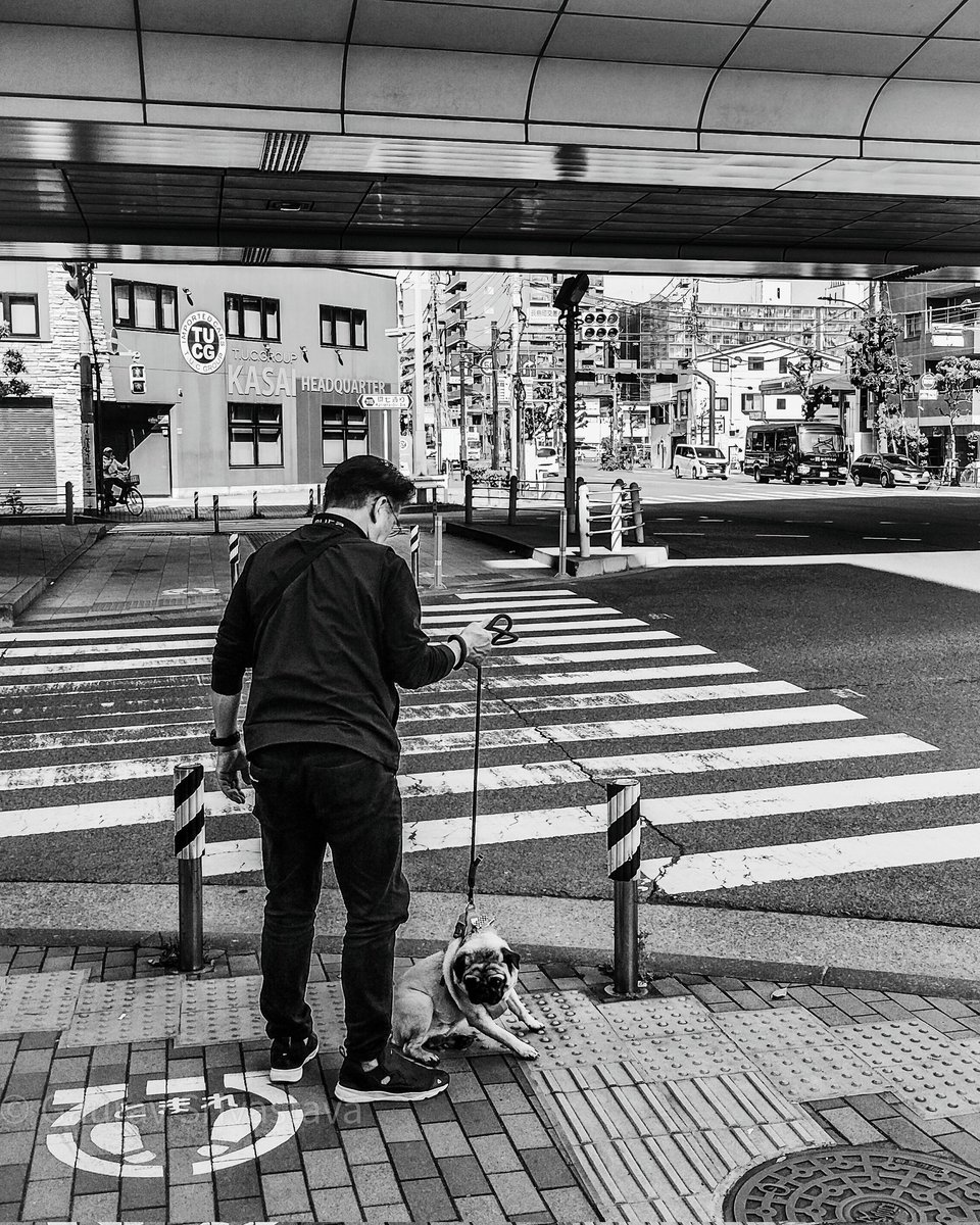 A man out for a morning walk with his Pug, at an intersection waiting for the pedestrian signal to change. #blackandwhite #streetphoto #pug #dog #tokyo #japan