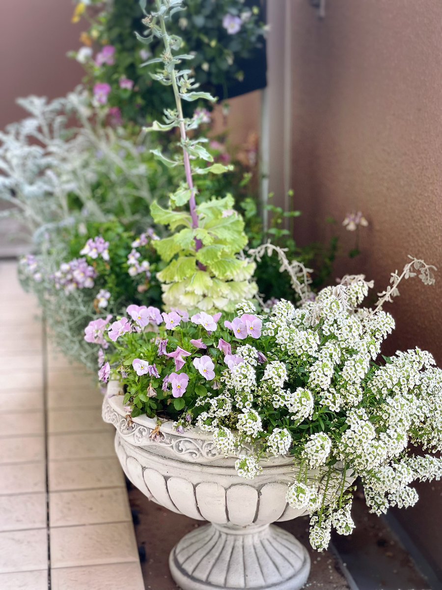 おはようございます☀ 知らない間に植物たちが モサモサ成長してたことに気づいた😯🌿 今日は汗ばむ陽気🌞 紫外線対策もしっかりと👒