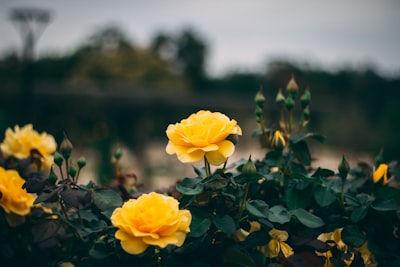 Daniel Jerez ©️ Unsplash |  #photography #naturephotography #southphilly #stem #buds #rosé #roséallday